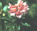 Rododendro.JPG (89931 byte)