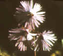 Soldanella.JPG (86881 byte)